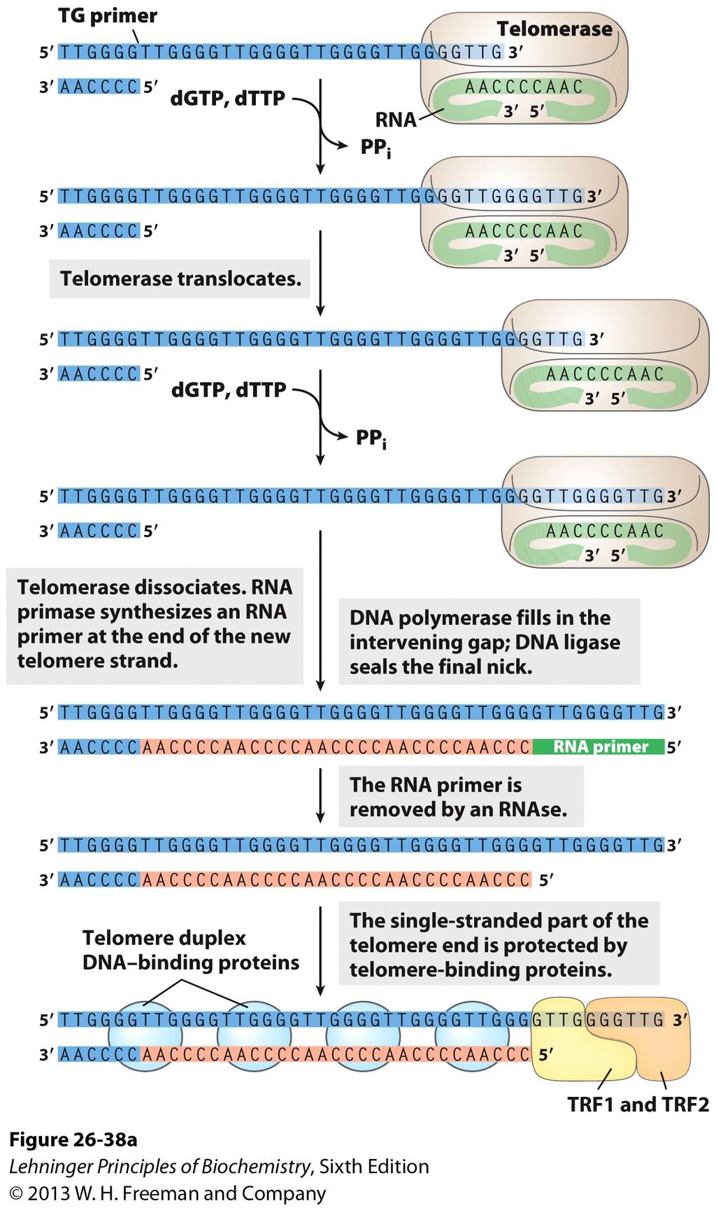 Telomerase adds telomeres! to chromosome ends! Reverse transcription:! RNA-dependent DNA synthesis! Telomerase synthesizes DNA from an RNA template! (a reverse transcriptase)!