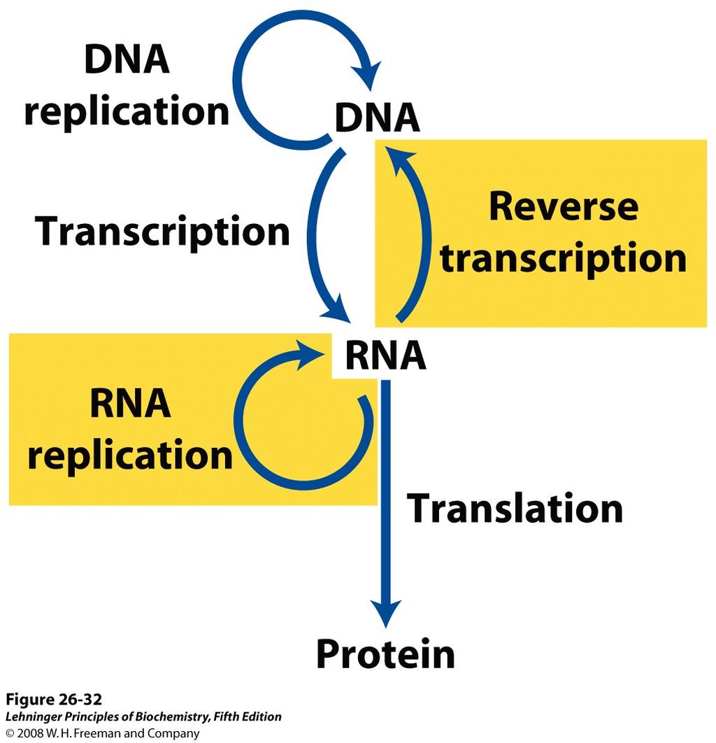 ü the enzymatic reaction! ü proofreading and accuracy! ü DNA synthesis! ü origins & initiation! ü the replication fork! ü leading & lagging strand synthesis! ü termination! Ø DNA Repair! l Mutations!