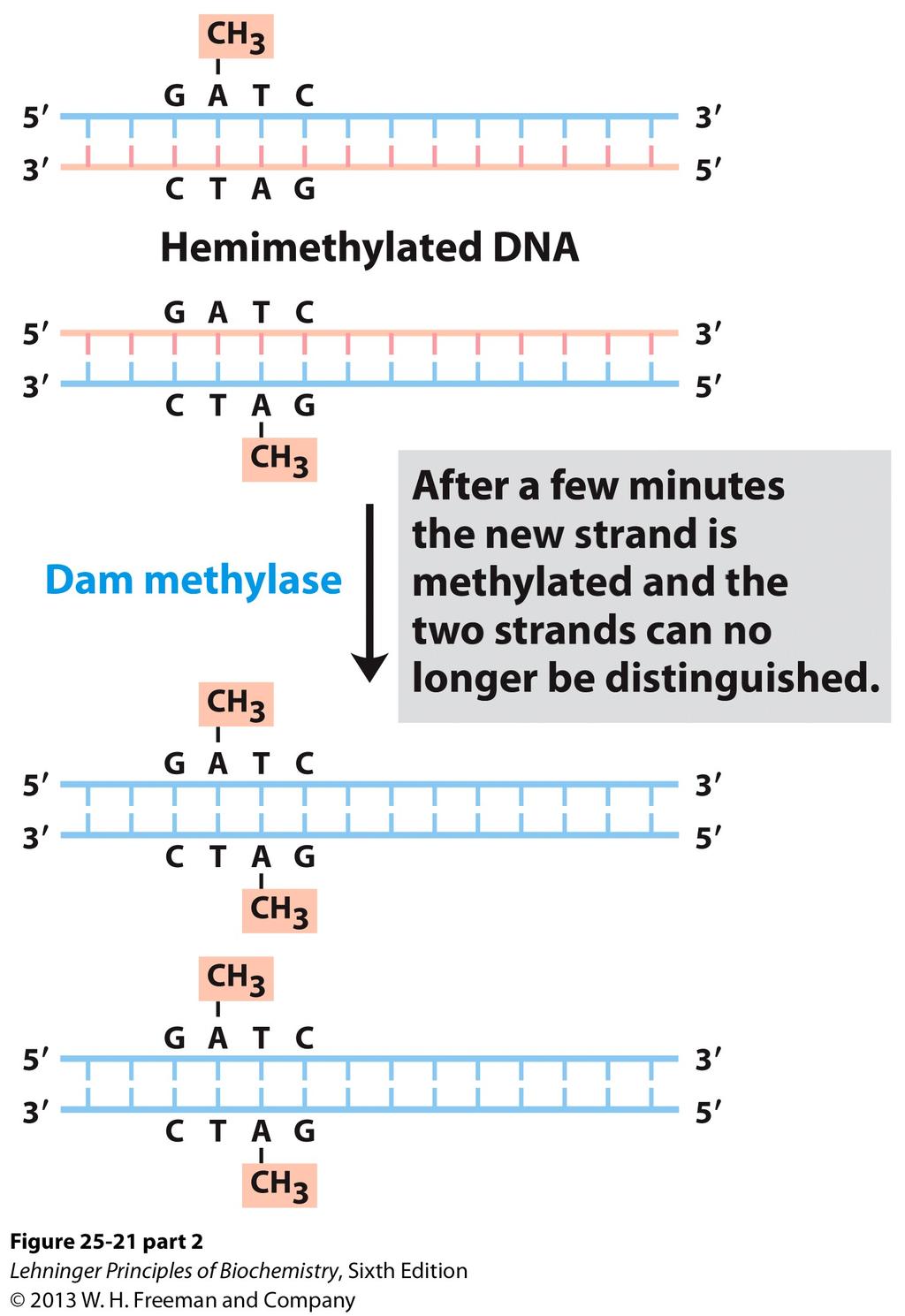 DNA damage can result in mutations! DNA Repair! DNA Damage! Is necessary to repair DNA damage! Four Major Mechanisms:! DNA damage on one strand can be repaired using information from the other strand!