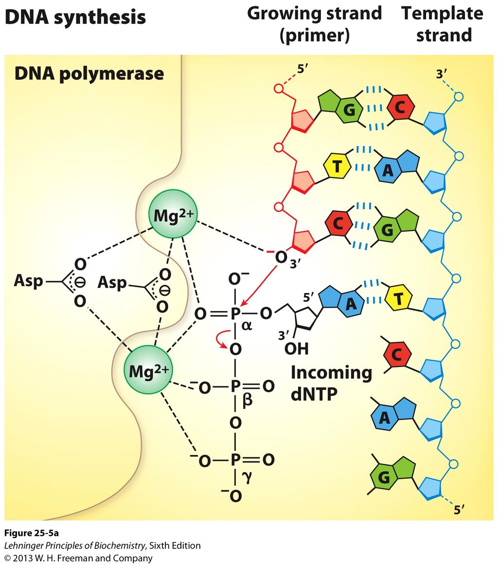DNA synthesis is performed by DNA polymerases! DNA synthesis is always 5ʹ Requires:!