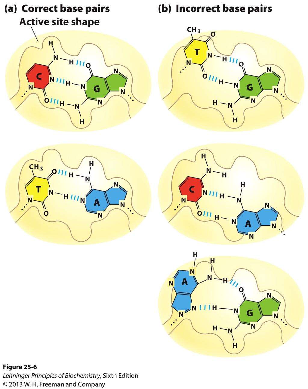 nucleophilic attack by 3ʹ OH! phosphodiester bond formation! 5ʹ 3ʹ synthesis!