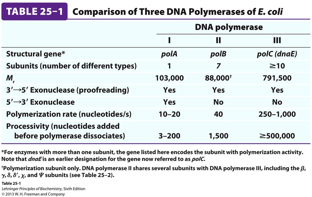 Accuracy or fidelity in replication! Figure 25-5! DNA polymerases! Base pair geometry! is important!