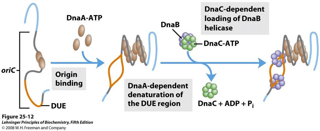 Origin! DNA polymerase III DNA Polymerases Synthesize Only 5ʹ 3ʹ!