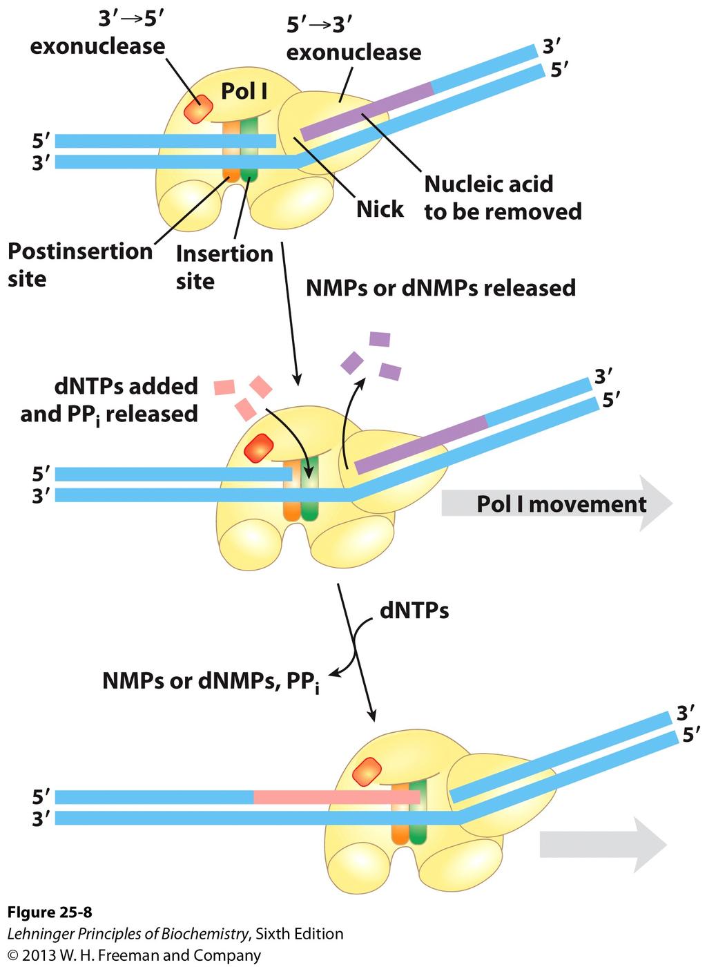 Elongation: Removal of RNA primers by Pol I! DNA ligase: sealing the nick! Phosphodiester bond formation! ➀ adenylylation of enzyme! ➁ activation of 5ʹ phosphate! ➂ nucleophilic attack by 3ʹ OH!