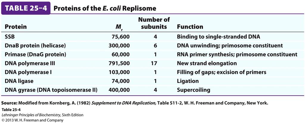 The primosome synthesizes! an RNA primer at the origin! Figure 25-16! Elongation: Overview! Lagging Strand! ① For the lagging strand-! The primosome synthesizes! an RNA primer for each!