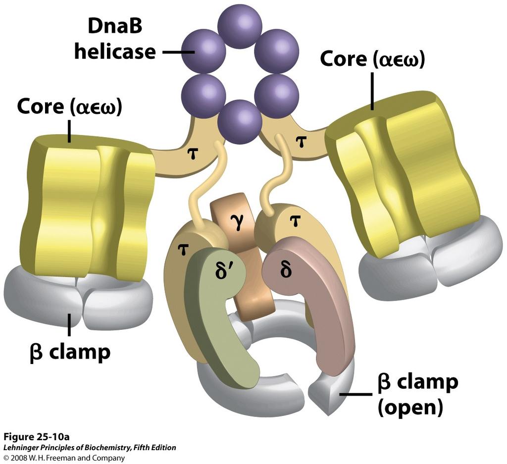 The DNA pol III enzyme! The DNA pol III clamp loader! Polymerase activity!