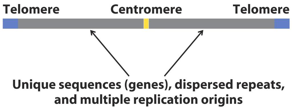 Termination of replication! Termination: the final stages! Replication forks stop at the terminus region! Figure 25-17! Figure 25-18! Replication in Eukaryotes is Both Similar and More Complex!