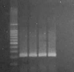 3 2 1 Ice treatment 1 2 Ice treatment + min Figure 11. C t values of DNA from viable E. coli O17:H7 cells stained with 2 µg/ml EMA followed by a 1-min ice treatment before halogen lamp light exposure.