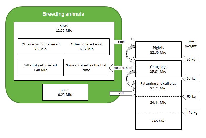 The percentage of new sows (gilts) reflects the pressure to renew the breeding animals and is another determinant of genetic progress. The pig population can be divided into two groups i.e. breeding pigs and meat pigs (Figure 4).