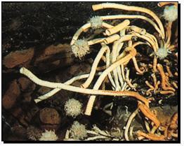 Vent community Tube worm and crab http://www.punaridge.