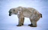 increased problem bears fostering of cubs euthanasia of bears supplemental feeding D. Guravich D.