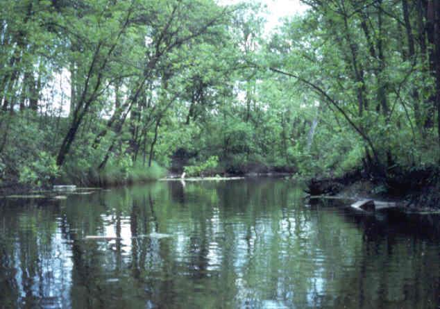 Riverbottom Forest Habitat riverbottom