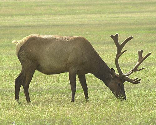 Riverbottom Forest Habitat elk or