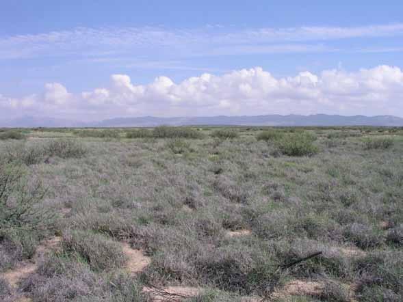 Tornillo Soils Loamy Hot Desert Shrub Ecological Site (R042XG738TX) 10-13 inch precipitation zone Calcareous alluvium parent material Tobosa grass Alkali sacoton plant community Less than 40