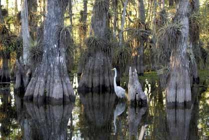 Everglades National Park 137 miles (220 km) of coastline 484,200 acres (196,000