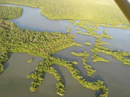 of sawgrass/freshwater marsh 230,100 acres (93,100 hectares) of mangrove forest