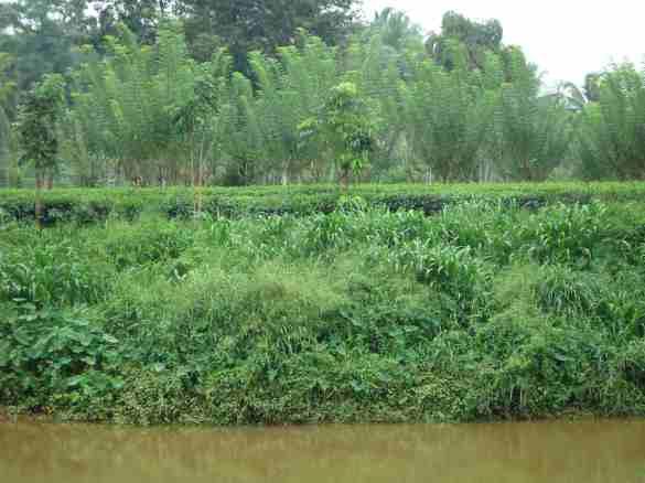 Principle 2 Ecosystem conservation Ë Avoid planting tea near the streams and rivers, as it can
