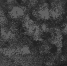 3 Micro-focus X-ray photographs showing filler aggregation proceeding from to (d).