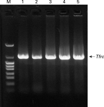 Terra PCR Direct Polymerase Mix User Manual C. Direct Amplification of Targets from Tomato and Spinach Leaves Terra PCR Direct was used to amplify the cytochrome c oxidase gene (cox1; 0.