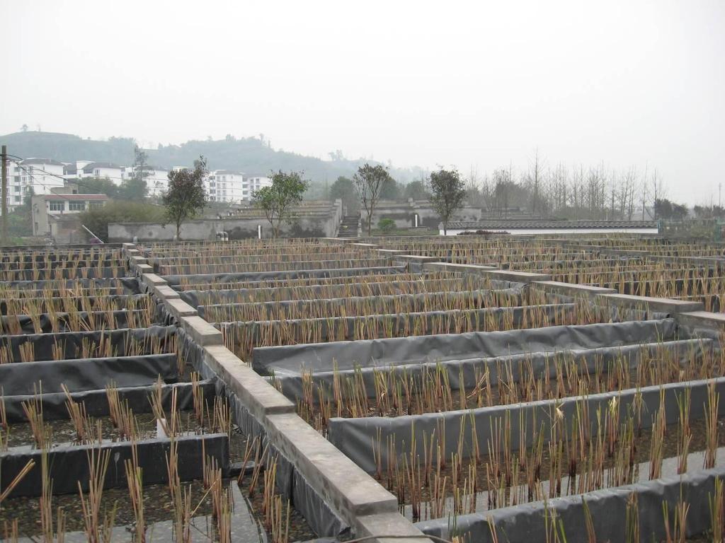 Full-scale system_ Qinghe Agro-park Designed treatment capacity: