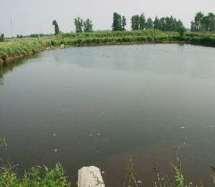 Treatment Ponds Facultative Lagoon - Primary treatment - Typical depths of 2 to 3 m - Handles high solids loading - Anaerobic at the bottom and