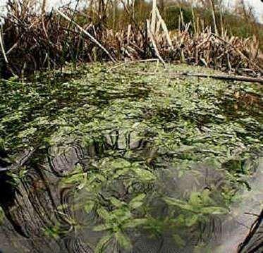 Submerged Plants Ribbon Weed