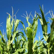 Population and diets driving grain consumption Biofuels continuing to