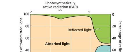 Energy balance and photosynthesis are controlled by the amount of