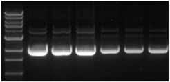 Eluted DNA is optimal for any down stream molecular biology application, such as DNA ligation, sequencing, labeling, PCR, etc.