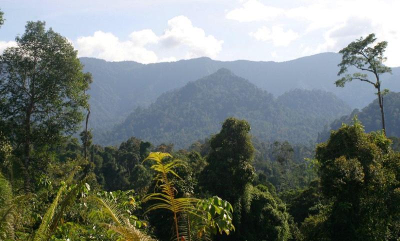 FSC certification and biomass in Borneo FSC certification increases biodiversity and lowers carbon emissions finds the following report: