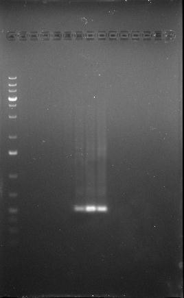 RESULTS AND DISCUSSION 1a 1b Figure 1a (PCR AB) and Figure 1b (PCR CD) shows the agarose gel electrophoresis analysis of the first stage PCR which are the PCR AB and PCR CD.