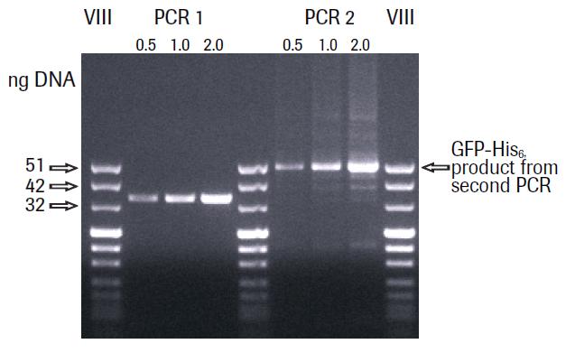 Protocol 3: Quantification of PCR product for expression with the RTS 100 E. coli HY Kit Procedure 1. Run 0.