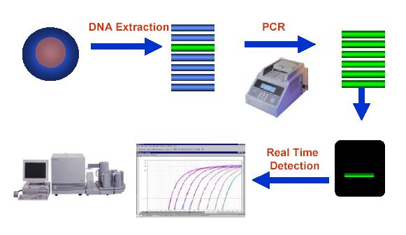 The Evolution of PCR to Real-Time PCR has completely revolutionized the detection of RNA and DNA.