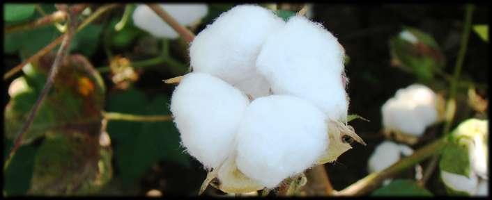 Cotton Crop Protection Strategies 2018 Dr V. S. Na
