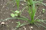 Alternaria leaf spot (Vegetative and flowering stage): Spray Pyraclostrobin 20%WG 2g Or Metiram 55%+ Pyraclostrobin 5% WG 12g /10 L water.