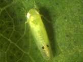 6. Avoid Pyrethroids during the first 4 months after sowing. Pyrethroids may be used only late in the season as one or at the most two sprays for the control of pink bollworm. 7.
