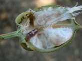 ETL of pink bollworm -10% infested flowers or 10% infested bolls or 8 male moths catches/trap/night for 3 consecutive nights.