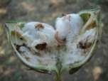 Pink bollworm Inspect the crop at squaring and flowering stage for presence of PBW larvae within flowers.