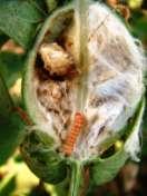 least two bolls out of 20 having white or pink larvae or exit holes) or 8 moth catches per pheromone trap per night for consecutive 3 days.
