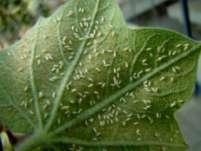 ADVISORY FOR WHITEFLY MANAGEMENT IN NORTH INDIA General recommendations 1.