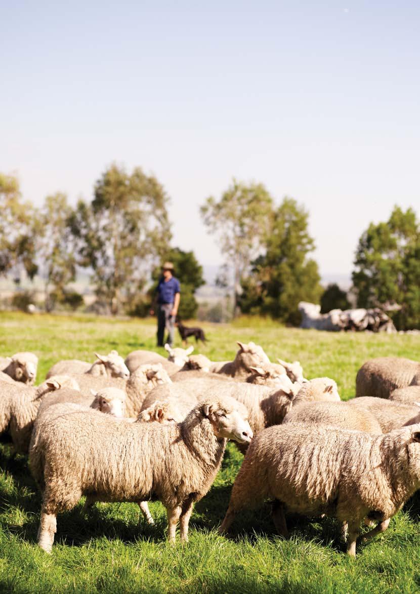 Australian Sheepmeat