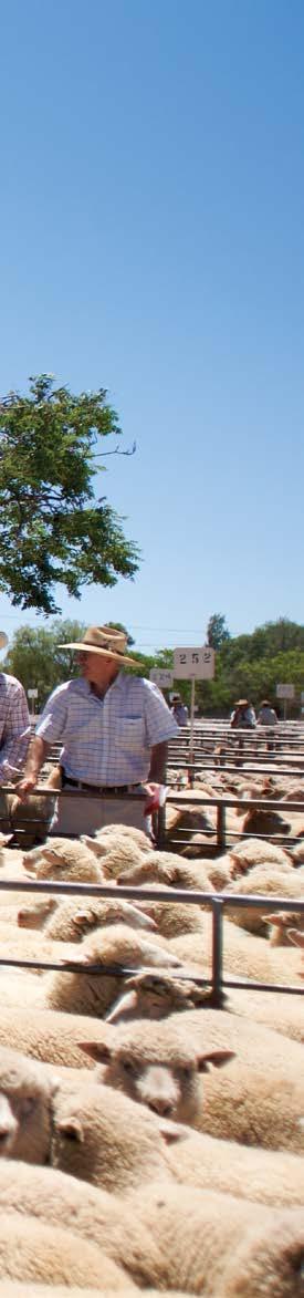 AT SALEYARDS AND DURING TRANSPORT As livestock leave the farm their movement is governed by a number of programs and systems to ensure the integrity, traceability and welfare of the sheep and