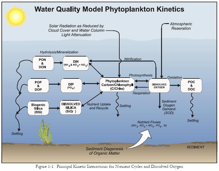 Phytoplankton Modeling organic carbon