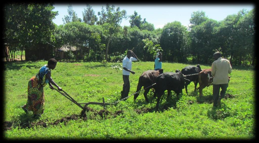Gender and tillage and mechanization Uganda Uganda Most farmers still plowed once a season despite saying they were practicing