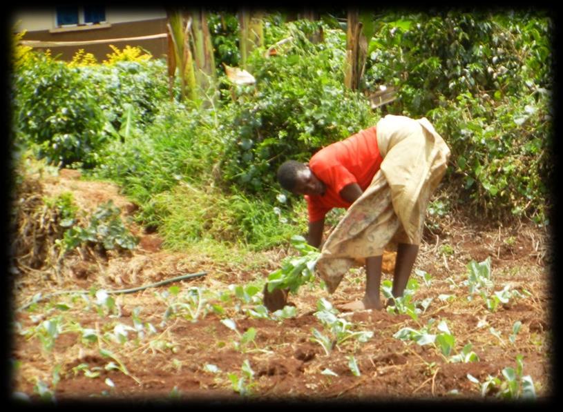 Division of Labor Uganda Men are responsible for plowing or finding someone to