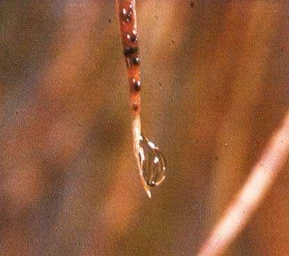 Fig. 5 A droplet about to fall off an infected needle. Fig. 6 A germ tube penetrating a stoma. The usual progress of the disease on individual trees growing in the central North Island is as follows.
