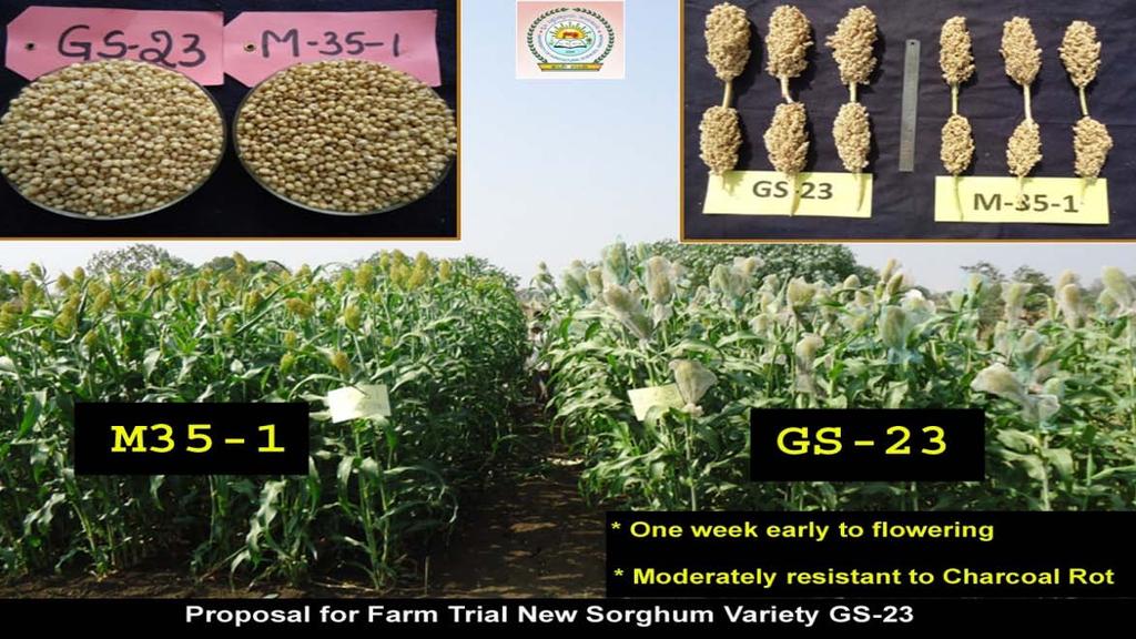 One week early to maturity than M 35-1 2. Grain & roti quality on better than M 35-1 3.