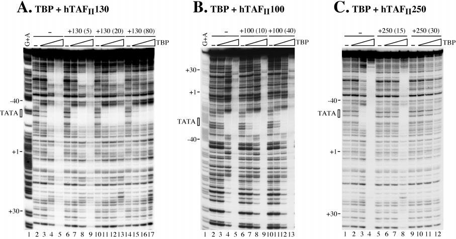 29854 Assembly and Analysis of Mammalian TFIID FIG. 6.hTAF II 130 facilitates and htaf II 250 blocks specific binding by htbp to the TATA box. A, DNase I footprinting experiment similar to Fig.