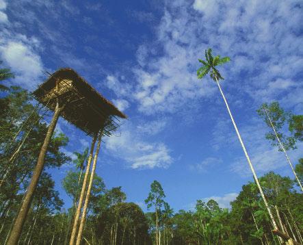 Kombai tree houses are built as high as 100 feet above the ground. The Kombai use local resources in the forest for their homes, household items, and clothing.