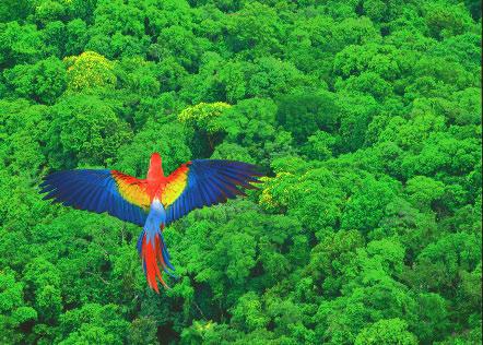 Many scientists have wished for a bird s-eye view of the rainforest canopy. The canopy is the layer that is formed by the leaves and branches of the rainforest s tallest trees.